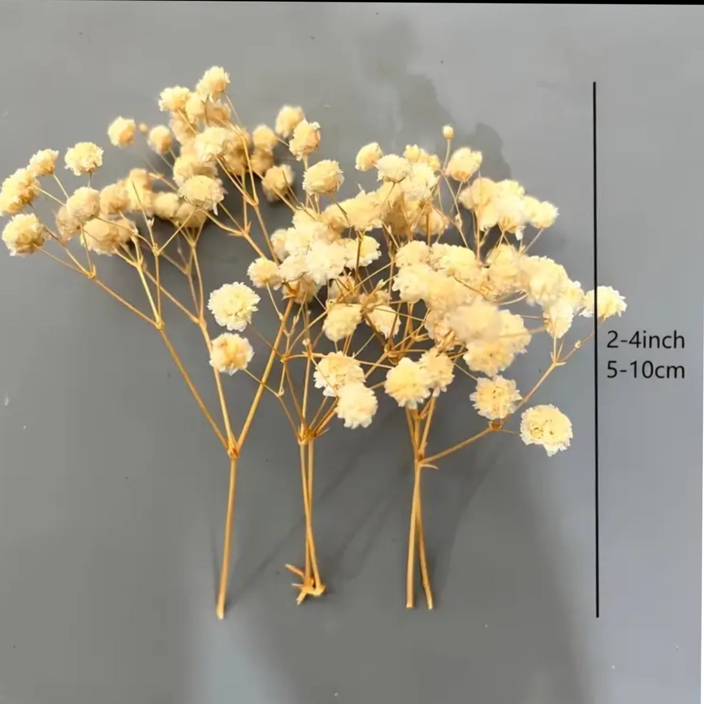 Flores secas naturales color beige 250gr.
